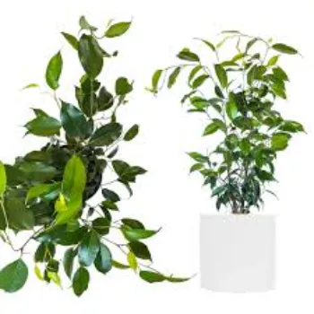 Top Ficus Benjamina Plant